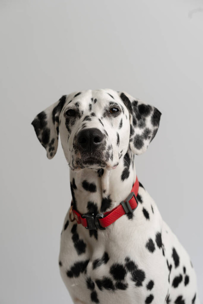 Close-up - adult Dalmatian dog sitting and looking at camera - Photo, Image