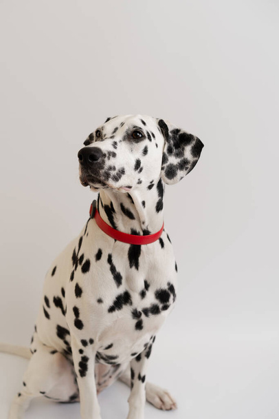 Close-up - adult Dalmatian dog sitting and looking at camera - Foto, afbeelding