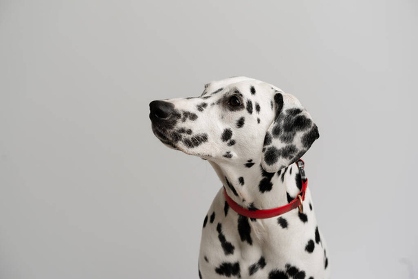 クローズアップ-大人ダルマチアの犬が座ってカメラを見て - 写真・画像