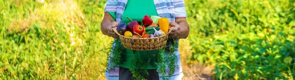 Grand-mère dans le jardin avec une récolte de légumes. Concentration sélective. Produits alimentaires. - Photo, image