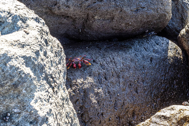 Moorish red legged crab, Grapsus adscensionis at Puerto de la Aldea of the Village of San Nicolas in Gran Canaria in Spain. A common crustacean of Canary Islands, - Photo, Image