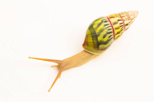 ślimak lądowy płucny ślimak amfidromus palaceus izolowany na białym tle - Zdjęcie, obraz