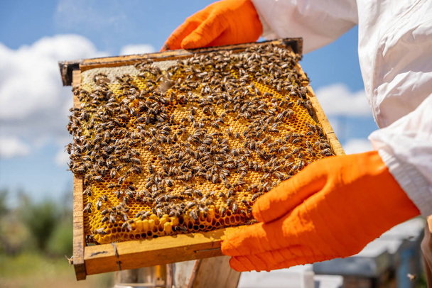 μελισσοκόμος ελέγχει μια κηρήθρα γεμάτη μέλισσες και μέλι στα κύτταρα της κυψέλης του. - Φωτογραφία, εικόνα