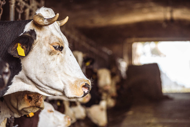 Intensive Aufzucht von Kühen in einer Reihe, die für die Milchproduktion genutzt werden, beschränkt sich auf einen Stall auf einem Bauernhof, viele Kühe sind an Ketten gebunden. Intensive Tierhaltung oder industrielle Tierhaltung, Massentierhaltung - Foto, Bild