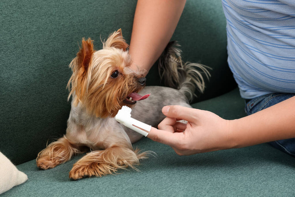 Man brushing dog's teeth on couch, closeup - Fotó, kép