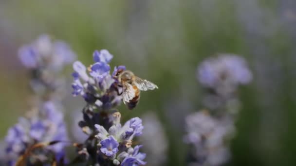 las abejas en el campo de la lavanda recogen el néctar - Imágenes, Vídeo