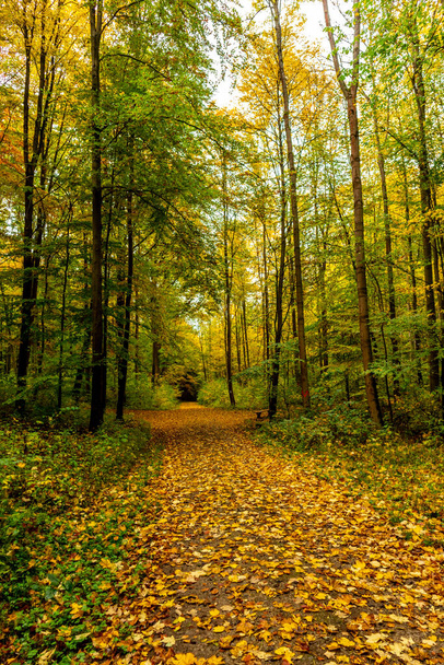 Mała jesienna przechadzka po pięknym parku w pobliżu Bad Liebenstein - Turyngia - Niemcy - Zdjęcie, obraz