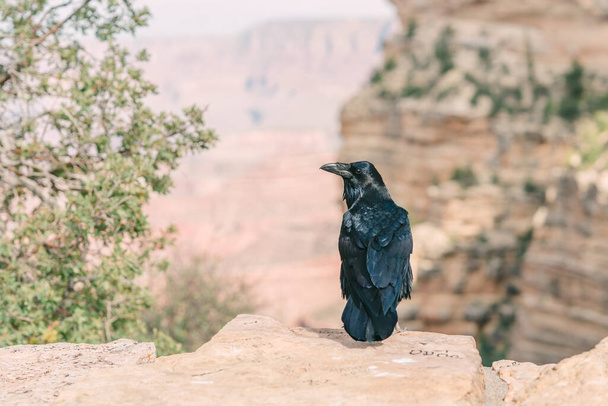 Crow sitzt auf einem Felsen, Grand Canyon National Park, Arizona - Foto, Bild