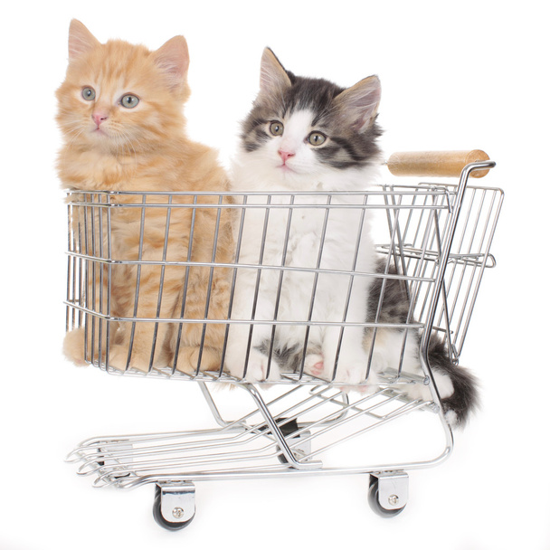 Zwo kitten in shopping cart - Foto, Imagen