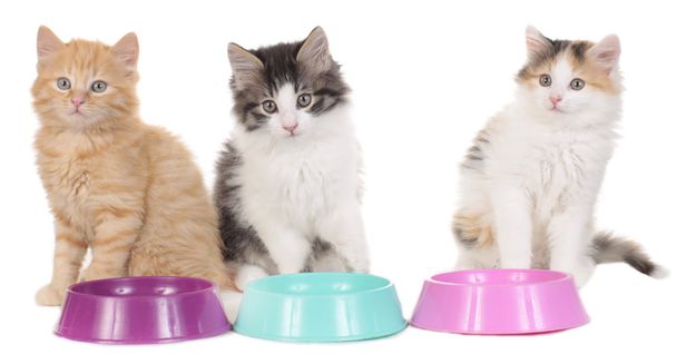 Three kitten with food bowls - Фото, зображення
