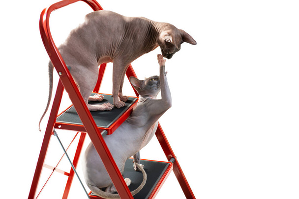 twee sfinx katten spelen op rode ladder treden geïsoleerd op witte achtergrond - Foto, afbeelding
