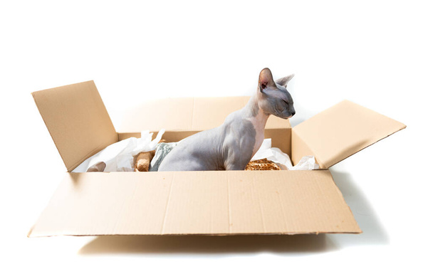 little sphinx cat inside parcel carton box isolated on whtite background - Valokuva, kuva