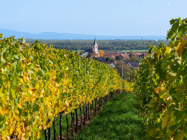 A falu Berrwiller Franciaországban a völgyben a szőlőültetvények mentén Elzász Borút. - Fotó, kép