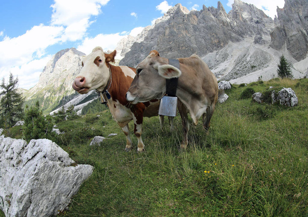 Cows Wearing Cow Bells Looking At Camera, Swiss Alps, Switzerland