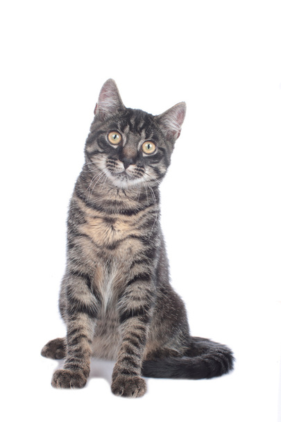 Domestic cat sitting - Valokuva, kuva