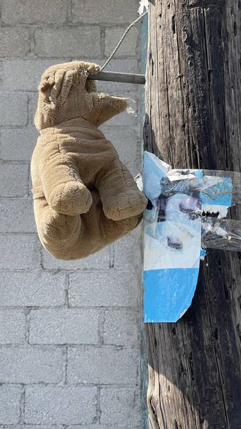 Teddy Bear σπατάλη κρέμονται σε πόλο - Φωτογραφία, εικόνα