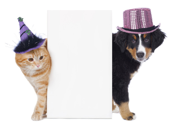 Cat and dog with funny hats - Fotografie, Obrázek