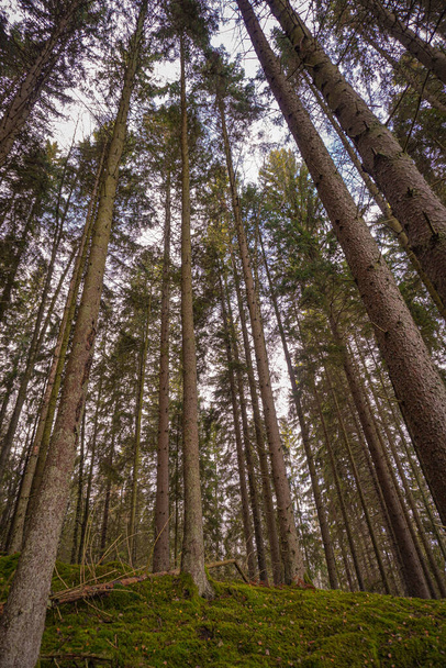 Low angle view trees in forest against sky  - Zdjęcie, obraz