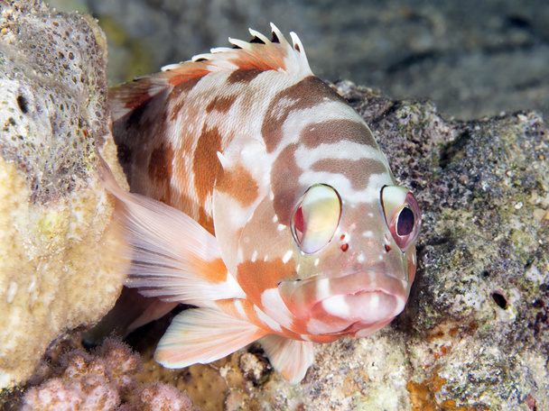 Korall hal Backtip sügér - Fotó, kép