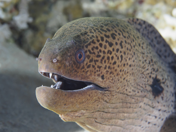 サンゴ礁の魚の巨大なウツボ - 写真・画像