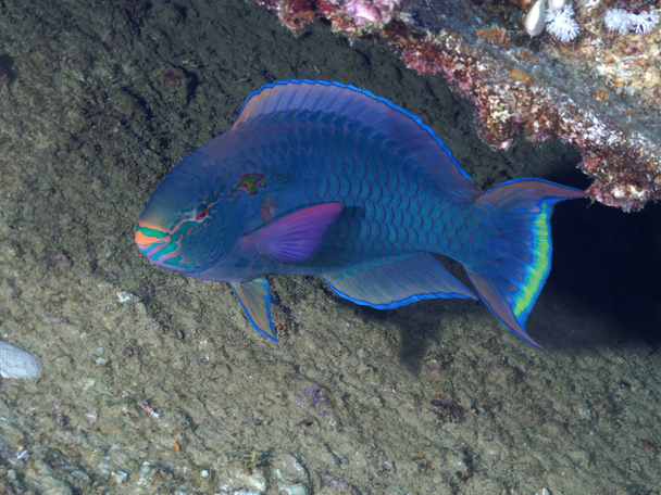 Poisson corail Perroquet sombre
 - Photo, image