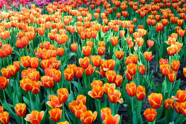 Tulipani arancioni
 - Foto, immagini