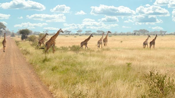 Herd of giraffes along the road - Photo, Image