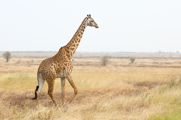 Giraffe in savannah - Photo, Image