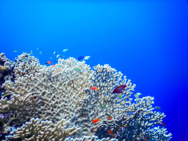 Kırılgan mercanlar. Mavi sularda çok az farklı renkte balıklar. - Fotoğraf, Görsel
