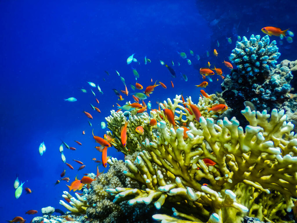 muchos peces de colores diferentes cerca de los corales en agua de mar azul mientras bucea - Foto, Imagen