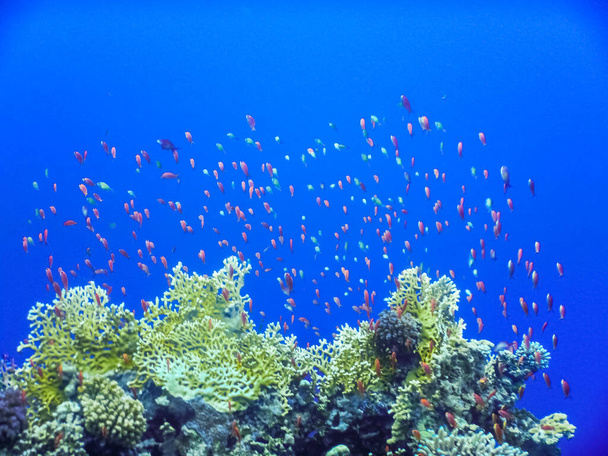 thousand of different colorful fishes over corals in the blue sea in egypt - Photo, Image