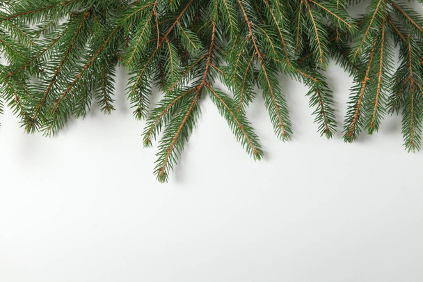Merry Christmas and Happy Holidays greeting card, frame, banner. New Year. Pine tree branches on white. - Foto, afbeelding