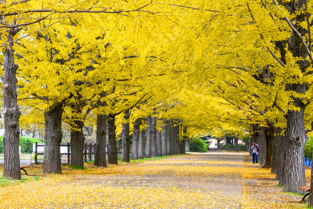 Τα όμορφα κίτρινα δέντρα Ginkgo κατά μήκος του stree - Φωτογραφία, εικόνα