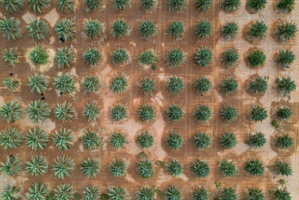 Vue du dessus Champ de palmiers sur une plantation agricole agriculture. - Photo, image