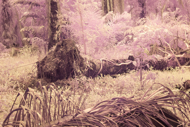 infrared image of wild creeping and climbing vegetation at the plantation - Photo, Image