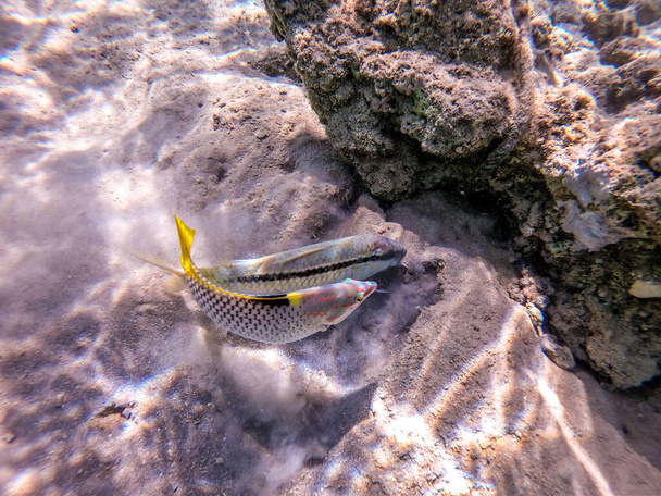 Tropical Forsskal goatfish known as Parupeneus forskali and Checkerboard wrasse known as Halichoeres hortulanus underwater on sand sea bottom at the coral reef. Underwater life of reef with corals and tropical fish.  - Photo, Image