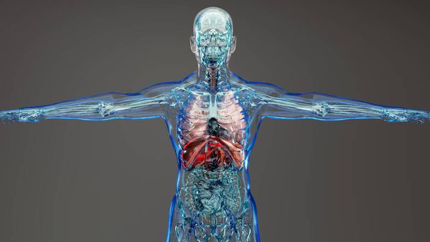 Диафрагма Анатомия дыхательной системы человека, Медицинская концепция, диафрагма мышцы на скелете, 3D рендеринг - Фото, изображение