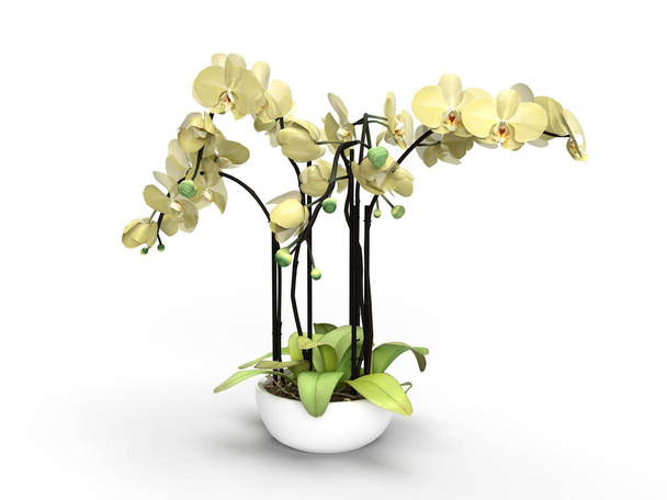 3D καθιστούν κίτρινο λουλούδι ορχιδέας σε μια κατσαρόλα σε λευκό φόντο - Φωτογραφία, εικόνα