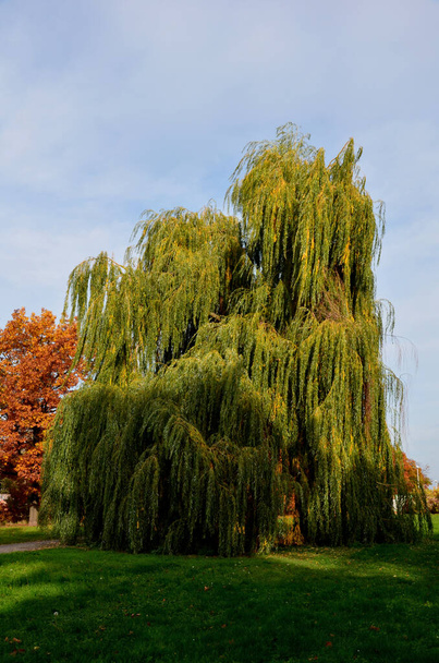 The weeping willow is a deciduous deciduous tree and grows in an arch. The shoots are bright yellow, strongly overhanging, often down to the ground. Narrow lanceolate leaves, in autumn turn yellow. - Φωτογραφία, εικόνα