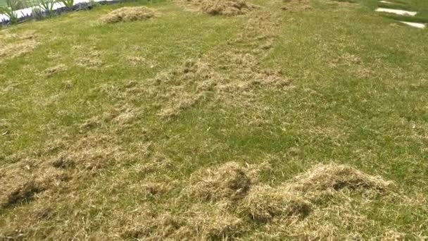スローモーション:自宅の裏庭の庭で通気芝生の後に古い草を乾燥させます。芝生の空中後の緑の芝生の上のフェルトの山。緑の芝生の成長強化のための春の芝生のメンテナンス. - 映像、動画