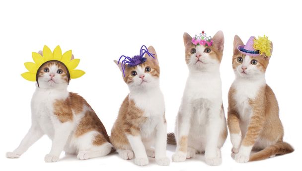 Four funny cats with carnival hats - Fotografie, Obrázek