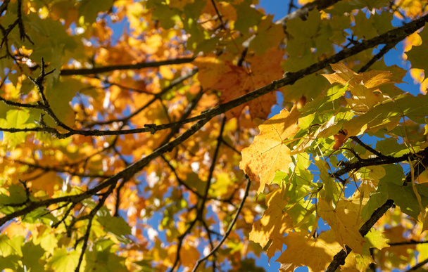 automne feuilles fond, branches avec feuilles - Photo, image
