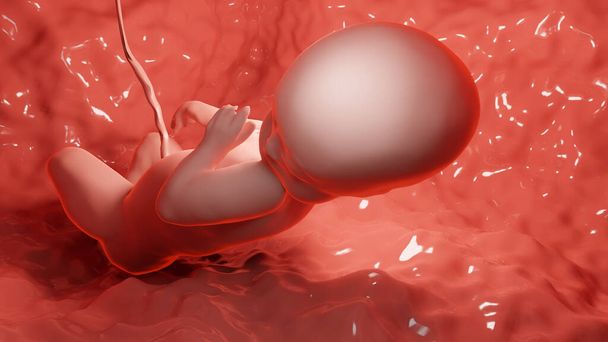 Rahmin içindeki bir insan fetüsünün tıbbi olarak doğru bir şekilde resmedilmiş hali. - Fotoğraf, Görsel