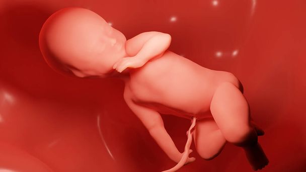 3D αποδίδεται ιατρικά ακριβή απεικόνιση ενός ανθρώπινου εμβρύου μέσα στη μήτρα, το μωρό - Φωτογραφία, εικόνα