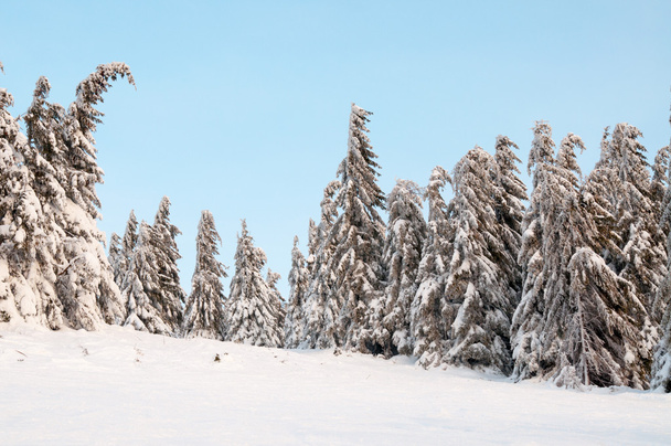 Fir trees with snow in mountains - Zdjęcie, obraz
