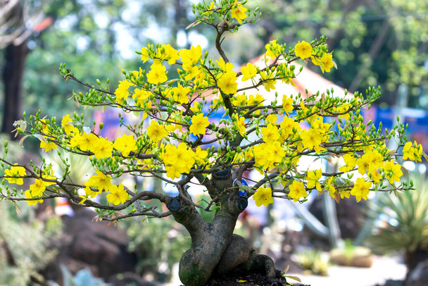 Aprikosenbonsaibaum mit gelb blühenden Zweigen, die sich wölben, schaffen eine einzigartige Schönheit. Dies ist ein besonderer falscher Baum symbolisiert Glück, Wohlstand im Frühling Vietnam Lunar New Year 2022 - Foto, Bild