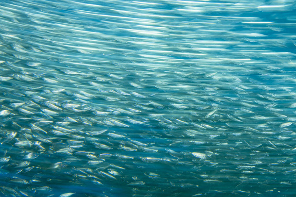 immersioni in sardine esca palla sott'acqua - Foto, immagini