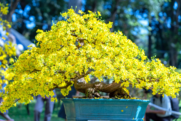 Meruňkový bonsaj kvetoucí se žlutými kvetoucími větvemi vytváří jedinečnou krásu. To je speciální špatný strom symbolizuje štěstí, prosperita na jaře Vietnam lunární Nový rok 2022 - Fotografie, Obrázek