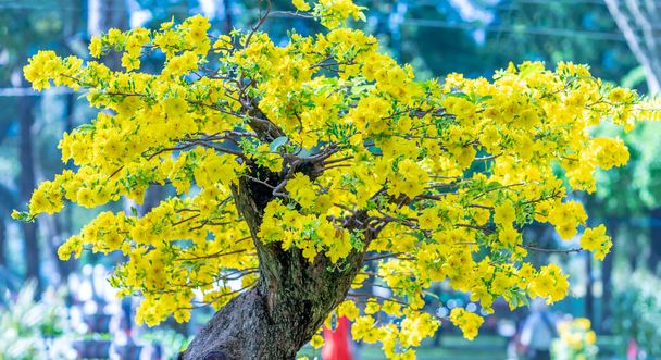 黄色の開花枝が湾曲して咲くアプリコットの盆栽は独特の美しさを作り出します。これは特別な間違った木は幸運、春の繁栄を象徴していますベトナム旧正月2022 - 写真・画像