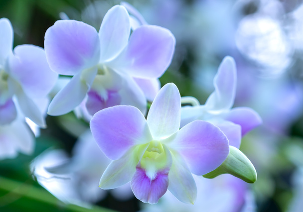 Flores de dendrobium florescem na primavera ano novo lunar 2022 adornam a beleza da natureza, uma rara orquídea selvagem decorada em jardins tropicais  - Foto, Imagem